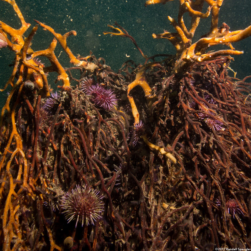 Strongylocentrotus purpuratus (Purple Sea Urchin); Eating a kelp holdfast