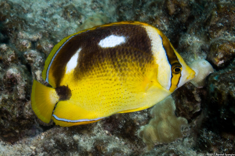 Chaetodon quadrimaculatus (Fourspot Butterflyfish)
