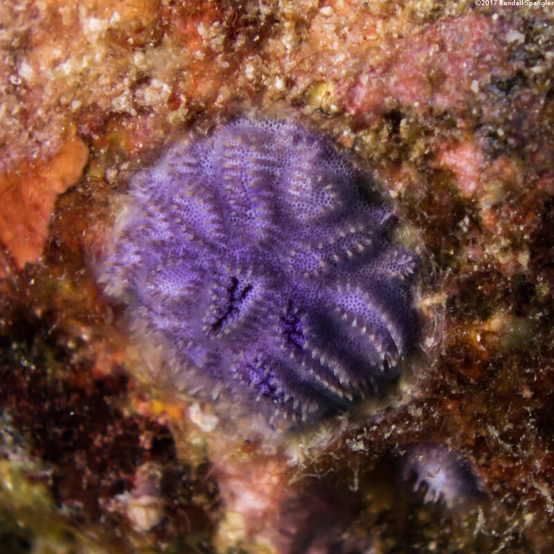 Disporella violacea (Violet Encrusting Bryozoan)