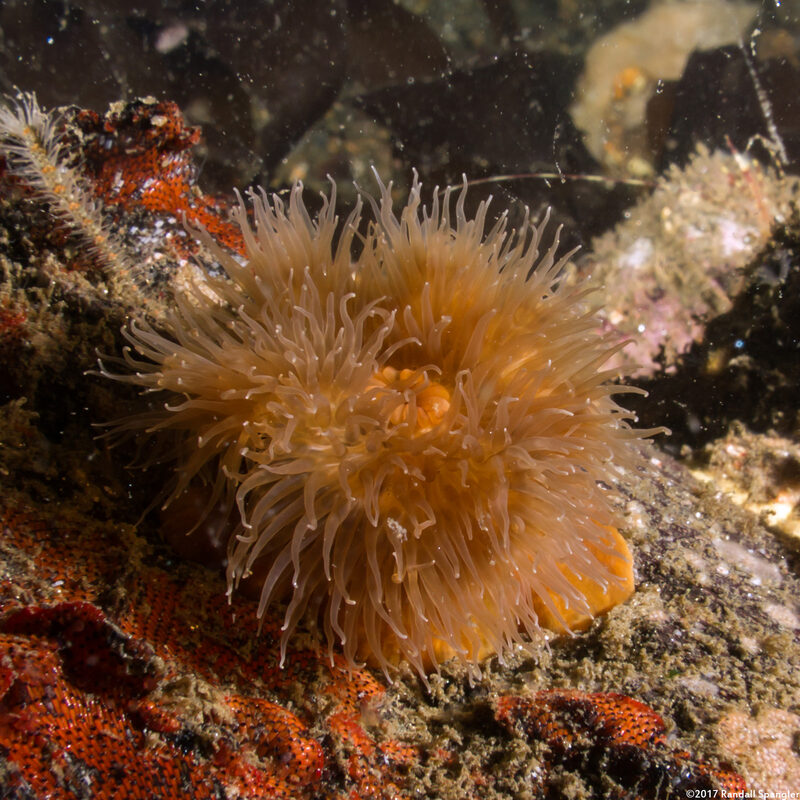Metridium senile (Plumose Anemone); Unusual orange one, possibly colored by living on a rusty piece of metal