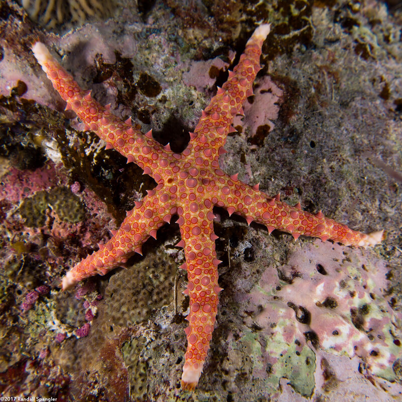 Gomophia egeriae (Spiny Sea Star)