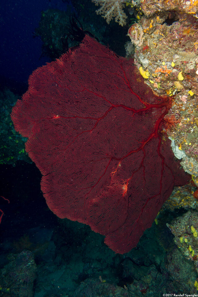 Annella mollis (Giant Sea Fan)