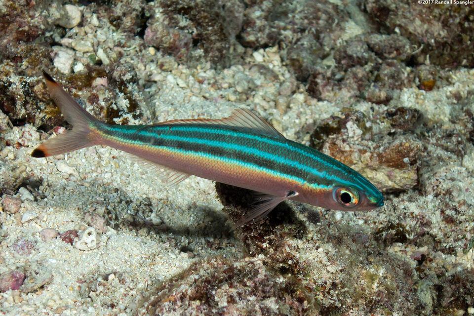 Threestripe Fusilier (Pterocaesio trilineata) - Spanglers' Scuba