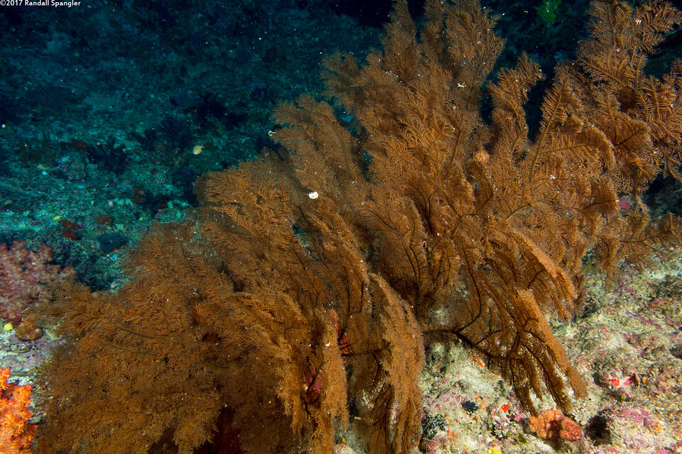 Myriopathes cf. myriophylla (Myriopathes cf. myriophylla)