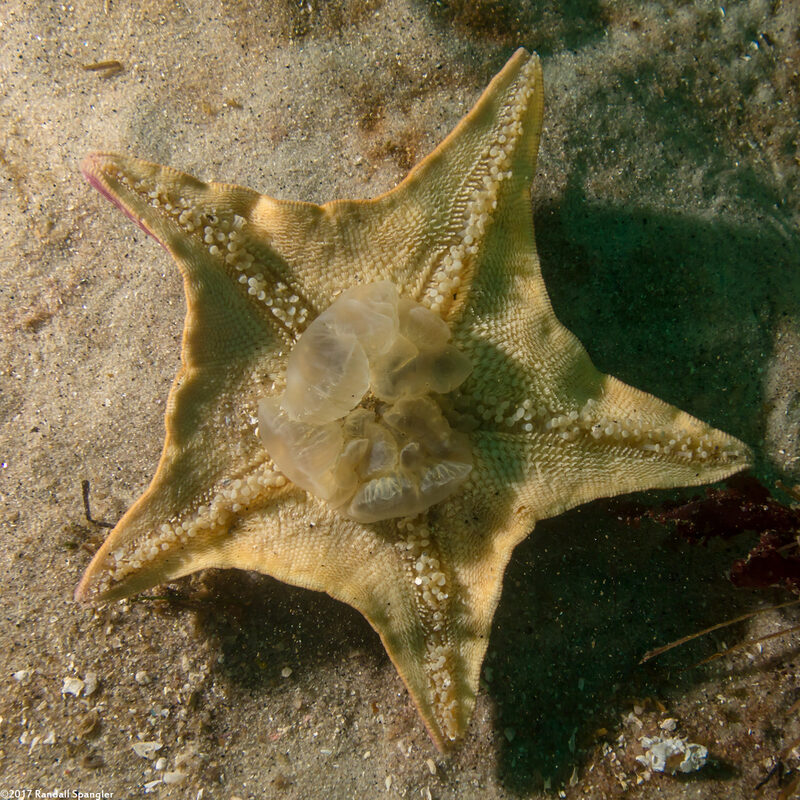 Patiria miniata (Bat Star); With its stomach extended from its underside to feed