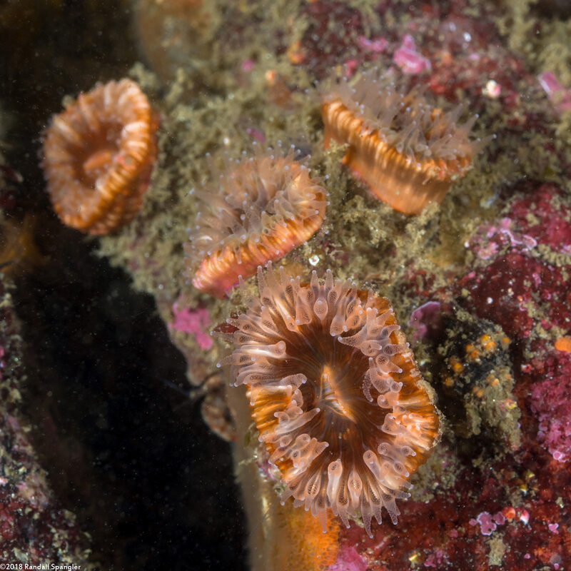 Paracyathus stearnsii (Brown Cup Coral)