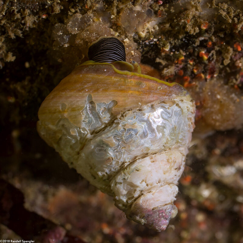 Tegula pulligo (Brown Turban Snail); Something has been eating this one's shell