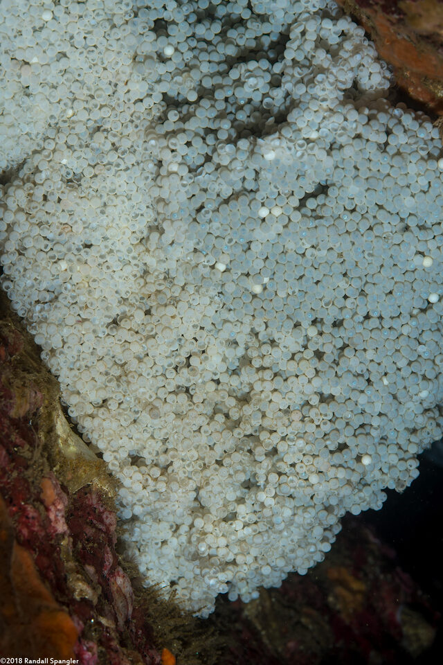 Ophiodon elongatus (Lingcod); Look closely and you can see eyeballs in the eggs