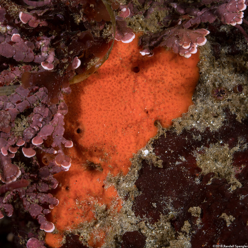 Clathria pennata (Red Sponge); Look closely to the upper right for a red sponge dorid