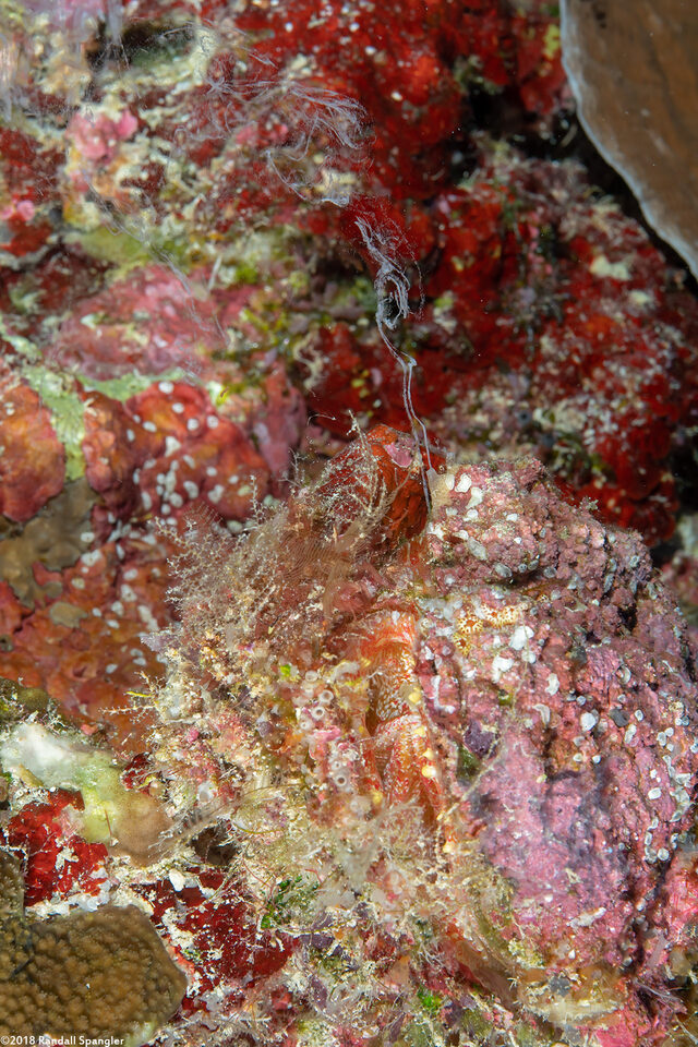 Spondylus varius (Variable Thorny Oyster); Spawning