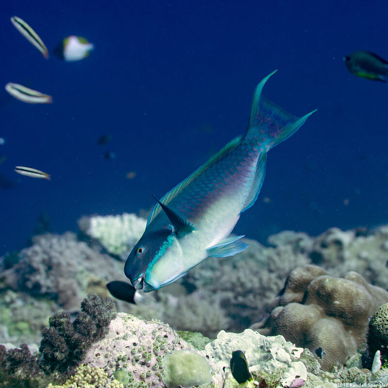 Chlorurus microrhinos (Steephead Parrotfish)