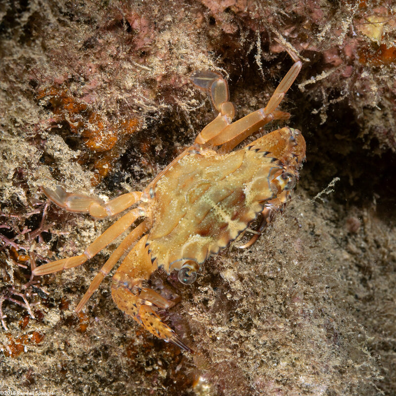 Charybdis sp.1 (Swimming Crab)