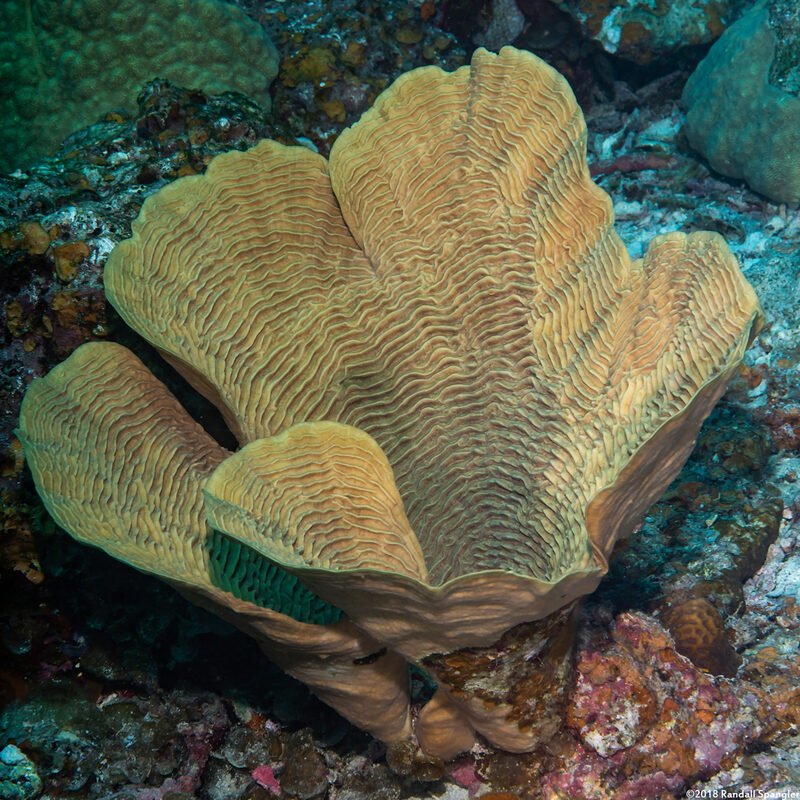 Pachyseris speciosa (Corrugated Coral)
