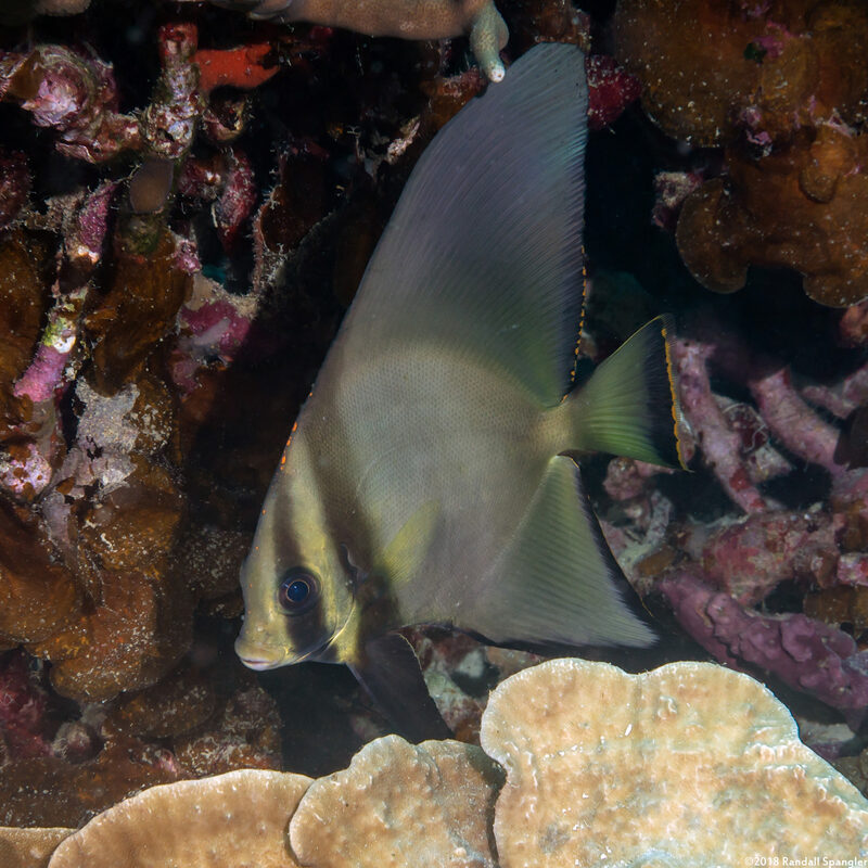 Platax pinnatus (Pinnate Spadefish); Young adult, with larger fins relative to body