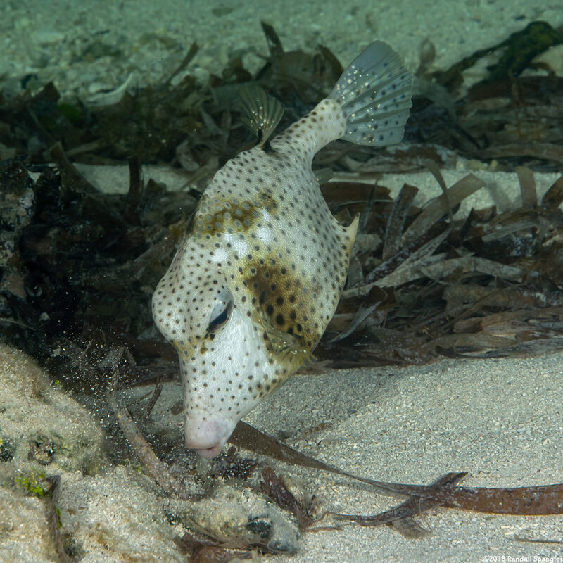 Lactophrys bicaudalis (Spotted Trunkfish); Blowing sand looking for food