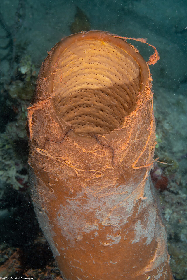 Agelas tubulata (Tubulate Sponge); Spawning eggs