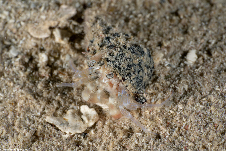 Iridopagurus sp.1 (Ringeye Hermit Crab)