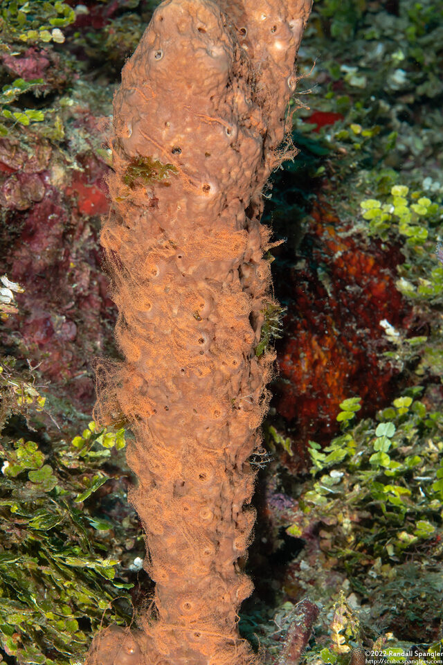 Agelas conifera (Brown Tube Sponge); Spawning