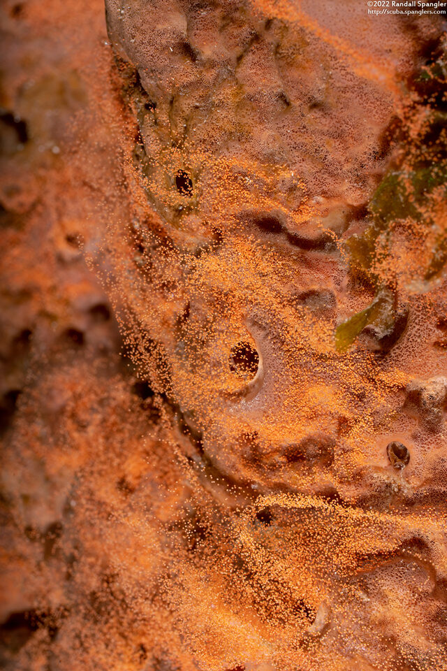 Agelas conifera (Brown Tube Sponge); Spawning