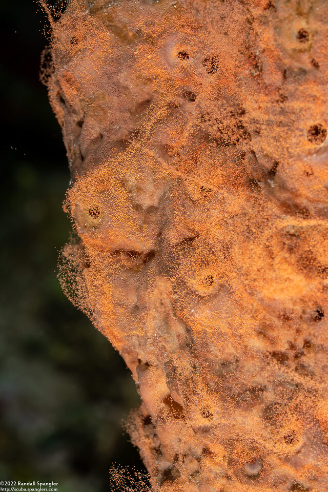 Agelas conifera (Brown Tube Sponge); Spawning