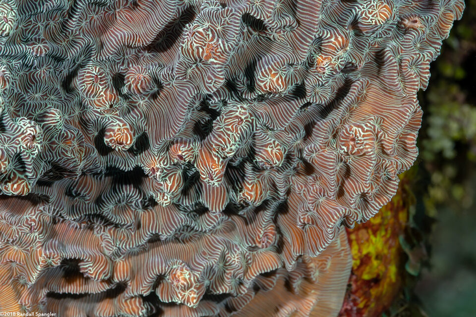 Helioseris cucullata (Sunray Lettuce Coral)