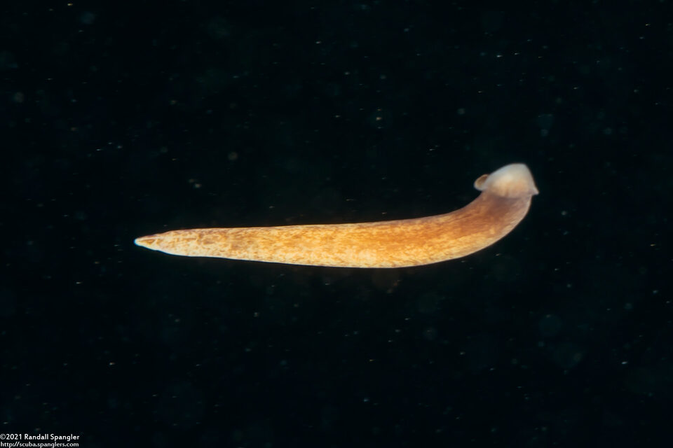 Amphiporus bimaculatus (Chevron Ribbon Worm)
