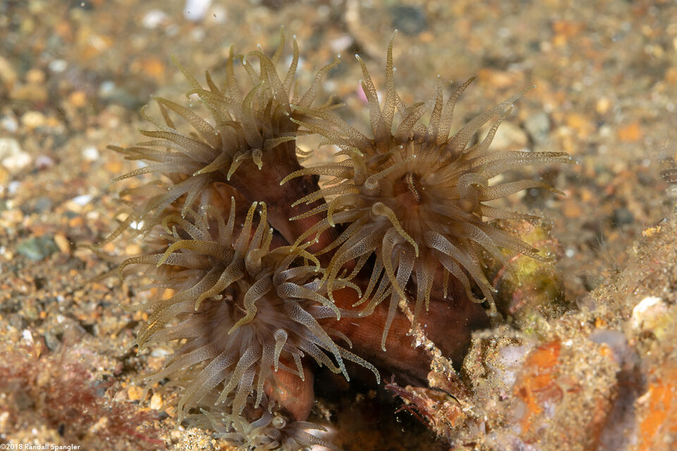Tubastraea diaphana (Brown Cup Coral)