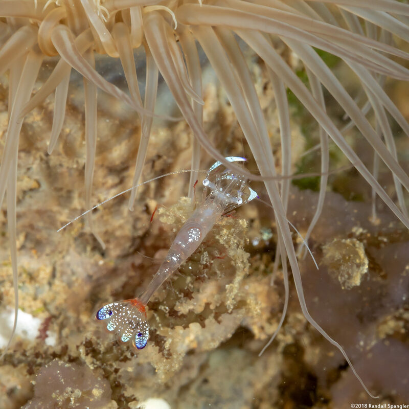Ancylomenes magnificus (Magnificent Anemone Shrimp)