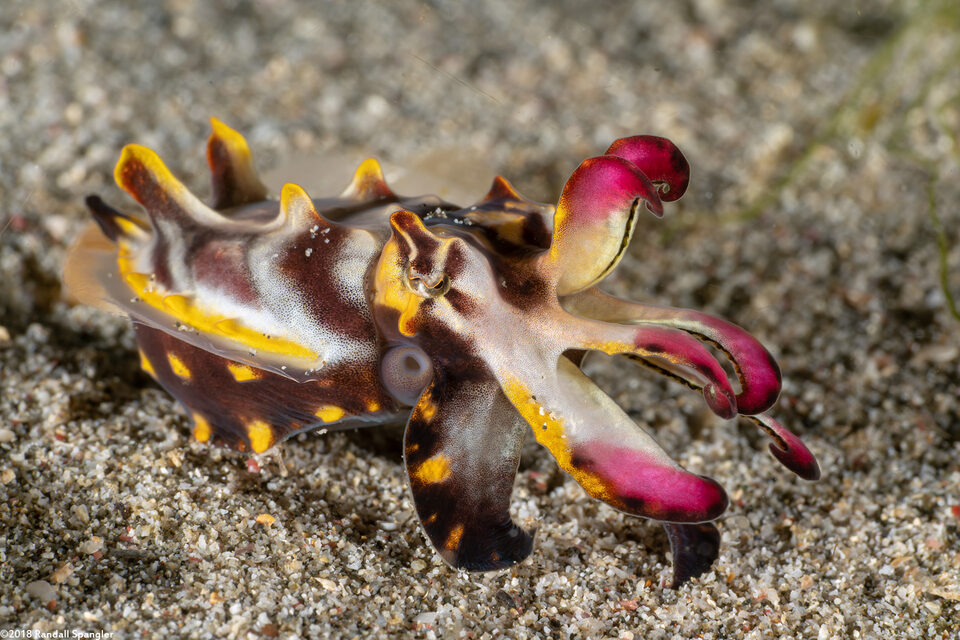 Metasepia pfefferi (Flamboyant Cuttlefish)