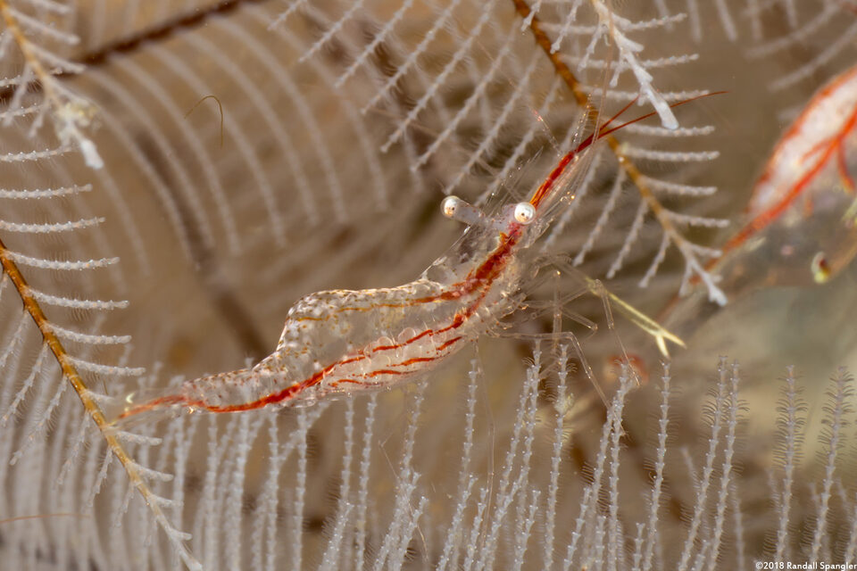 Rapipontonia paragalene (Brownstripe Hydroid Shrimp)