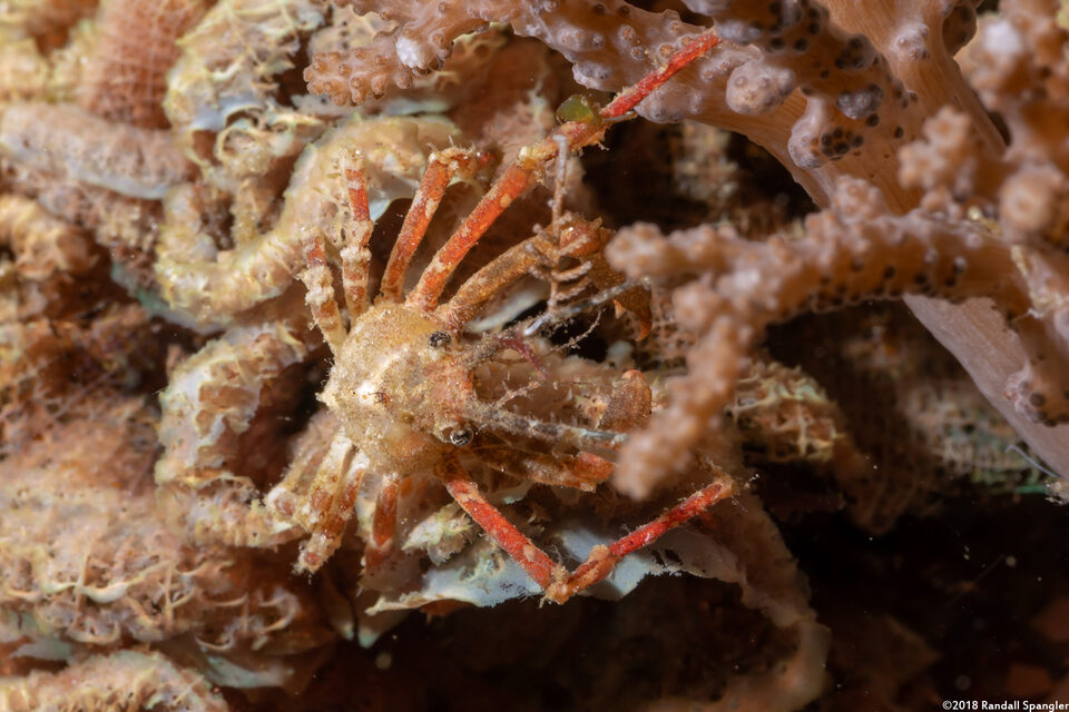 Naxioides robillardi (Black Horn Hydroid Crab)