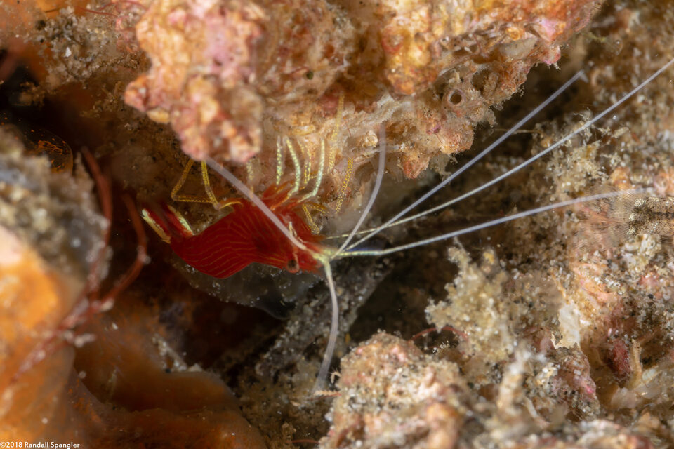 Lysmatella prima (Red-Striped Cleaner Shrimp)