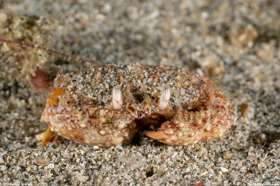 Calappa hepatica (Long-Eyed Box Crab)