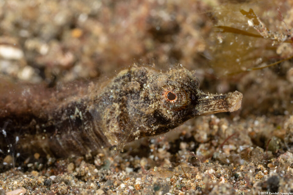 Halicampus grayi (Gray's Pipefish)