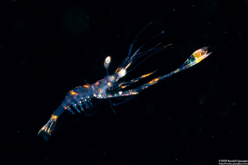 Lysmata sp.1 (Larval Cleaner Shrimp)
