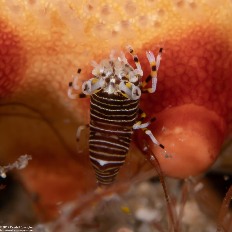 Gnathophyllum americanum (Striped bumblebee shrimp); On a cushion sea star