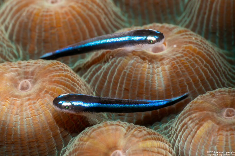 Elacatinus oceanops (Neon Goby)