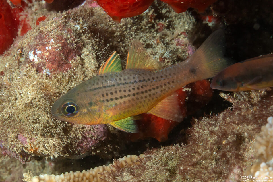 Ostorhinchus maculiferus (Hawaiian Spotted Cardinalfish)