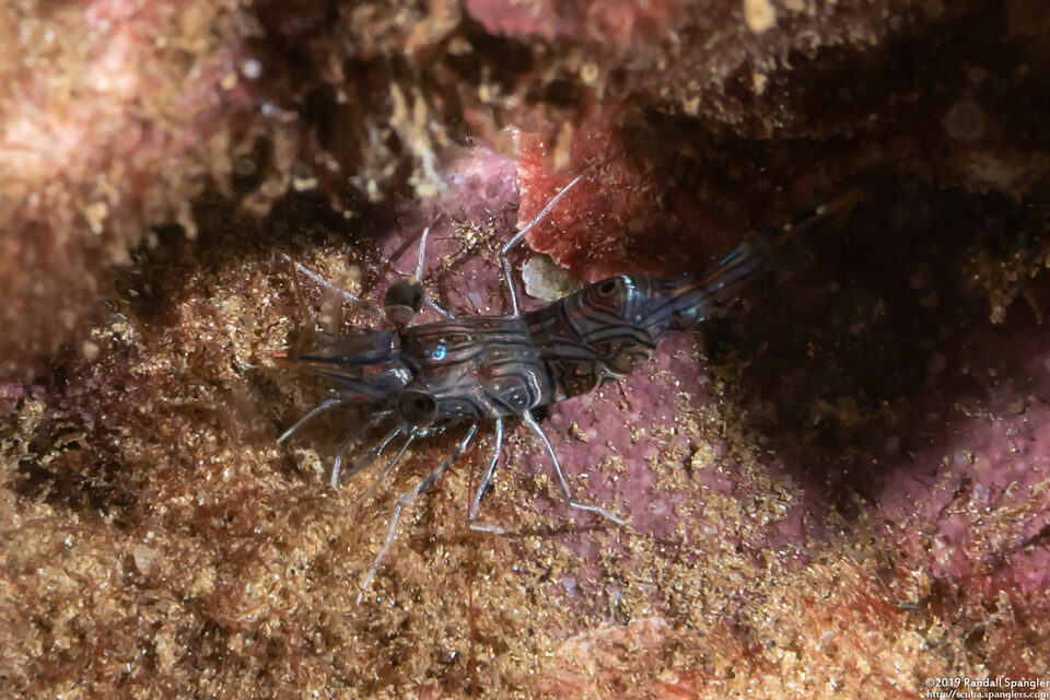 Rhynchocinetes conspiciocellus (Ocellated Hinge-Beak Shrimp)