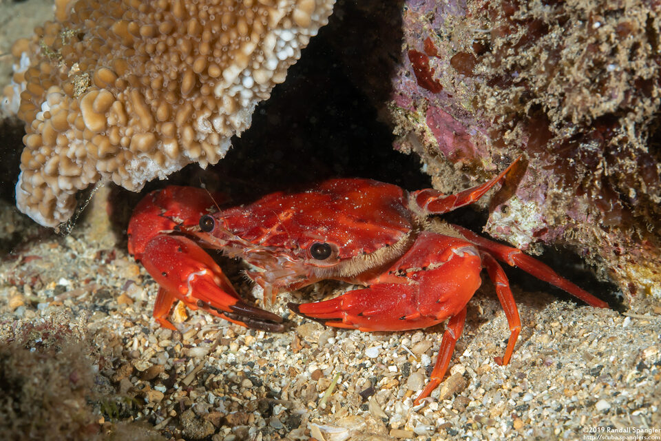 Gonioinfradens paucidentatus (Red Swimming Crab)