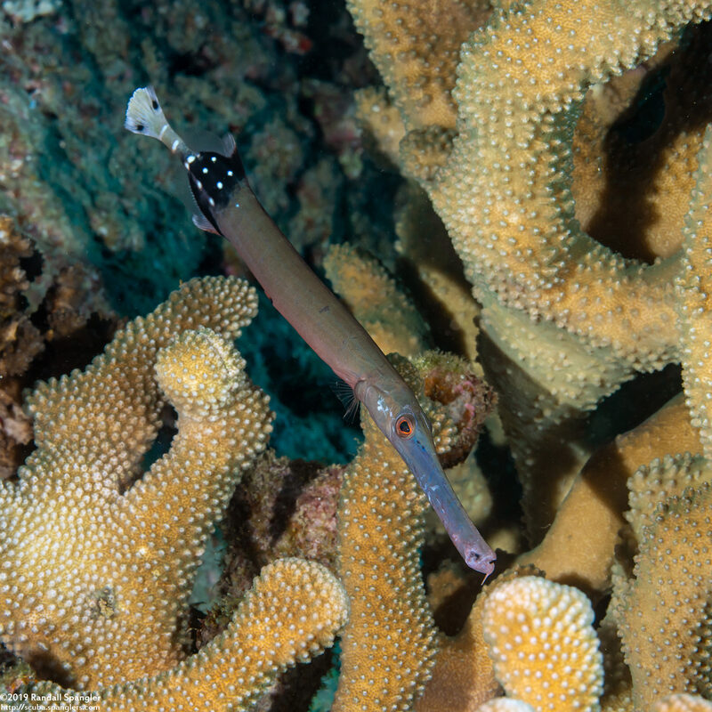 Aulostomus chinensis (Trumpetfish); Small one in coral