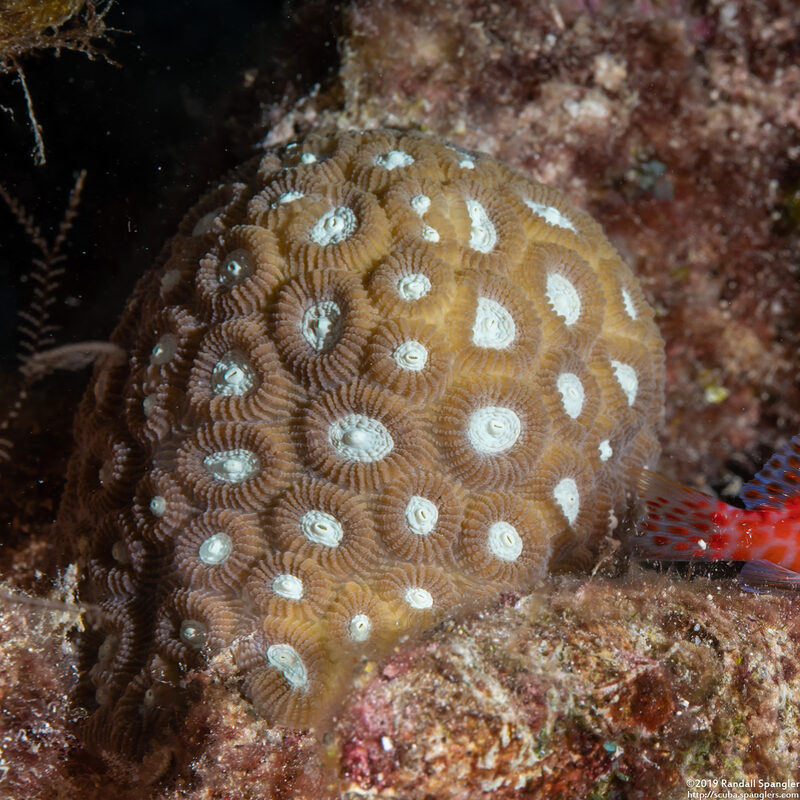 Dipsastraea amicorum (Dipsastraea Amicorum)