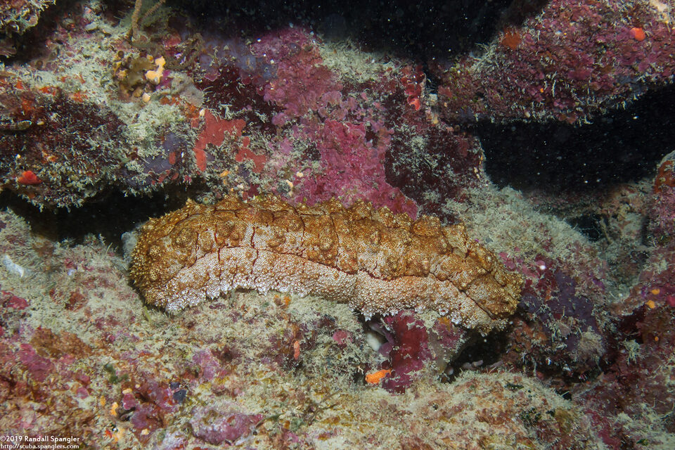 Amberfish Sea Cucumber (Thelenota anax) - Spanglers' Scuba