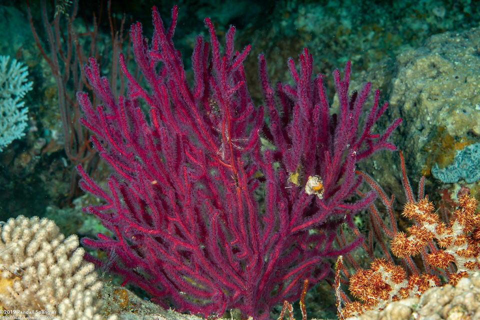 Menella sp.1 (Menella sp.1)