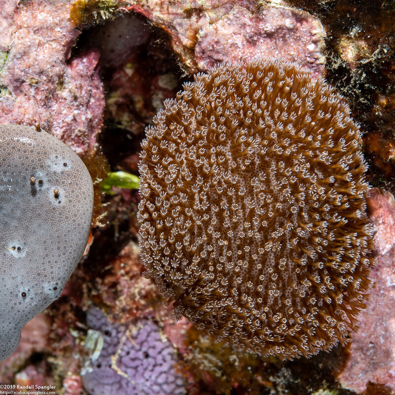 Sarcophyton sp.1 (Mushroom Leather Coral)