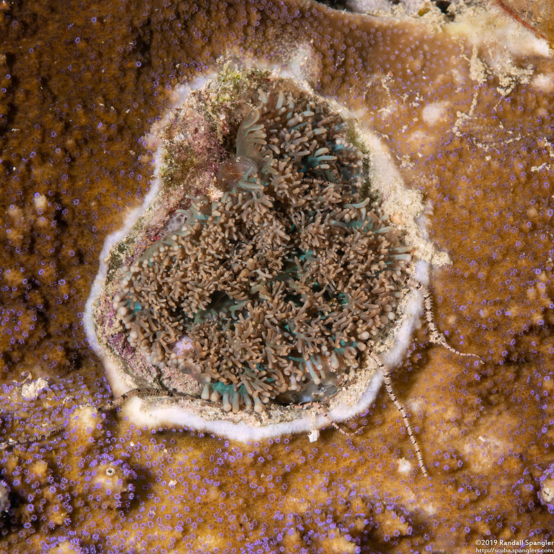 Rhodactis rhodostoma (Rhodactis Rhodostoma)