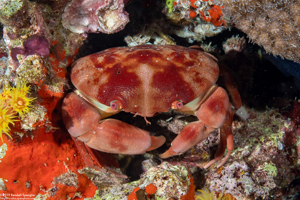 Carpilius convexus (Convex Crab)