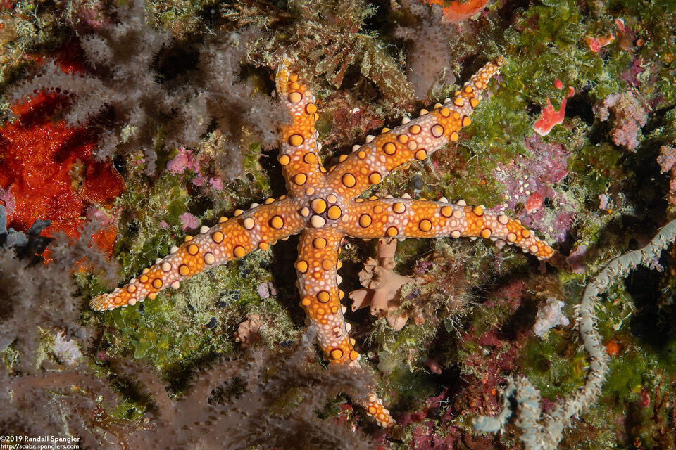 Gomophia egeriae (Spiny Sea Star)