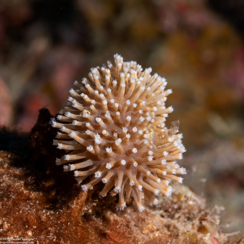 Sarcophyton sp.1 (Mushroom Leather Coral)