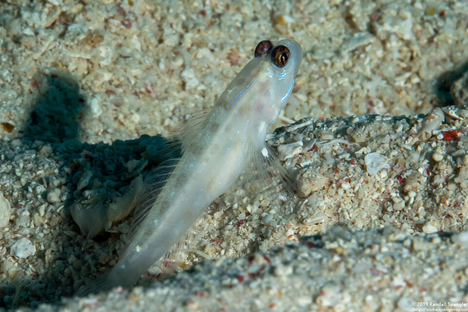 Ctenogobiops feroculus (Sand Shrimpgoby)